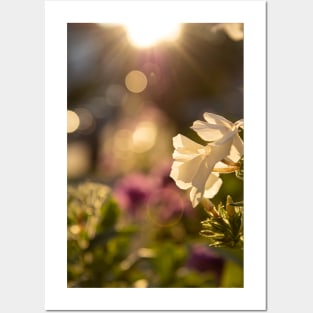 Golden hour Phlox Posters and Art